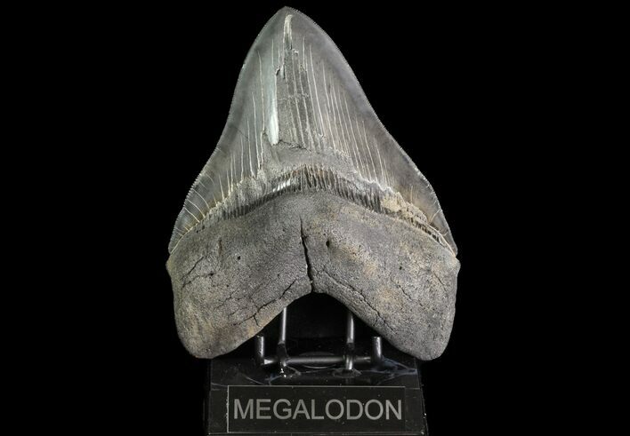 Serrated Monster Megalodon Tooth - Massive! #76662